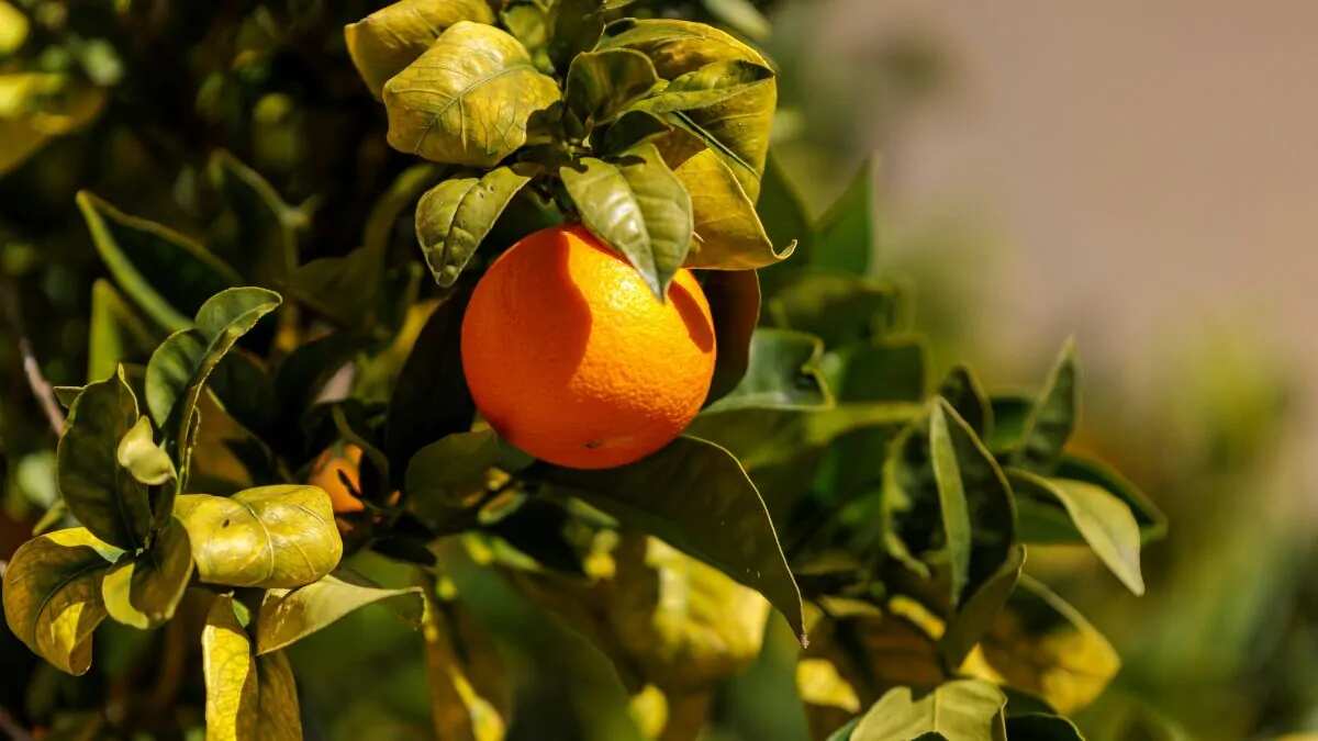 Orange in harvest