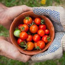 Tomatoes in a bowl